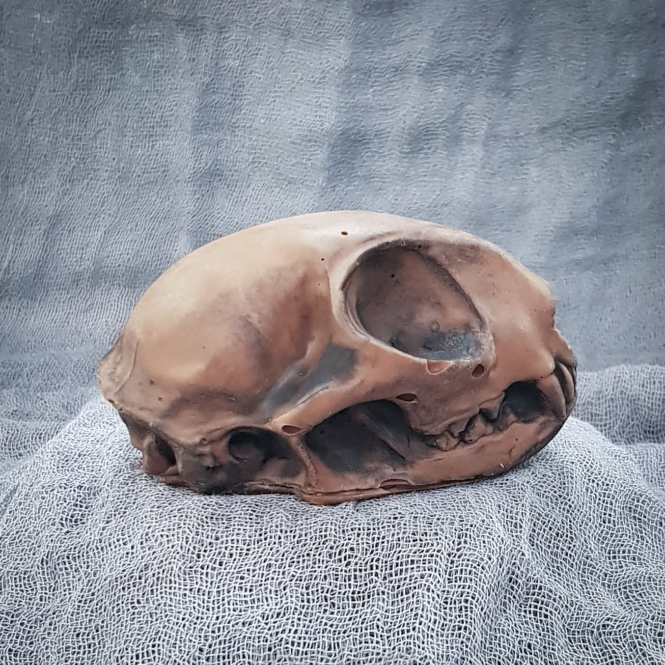Chocolate Cat Skull
