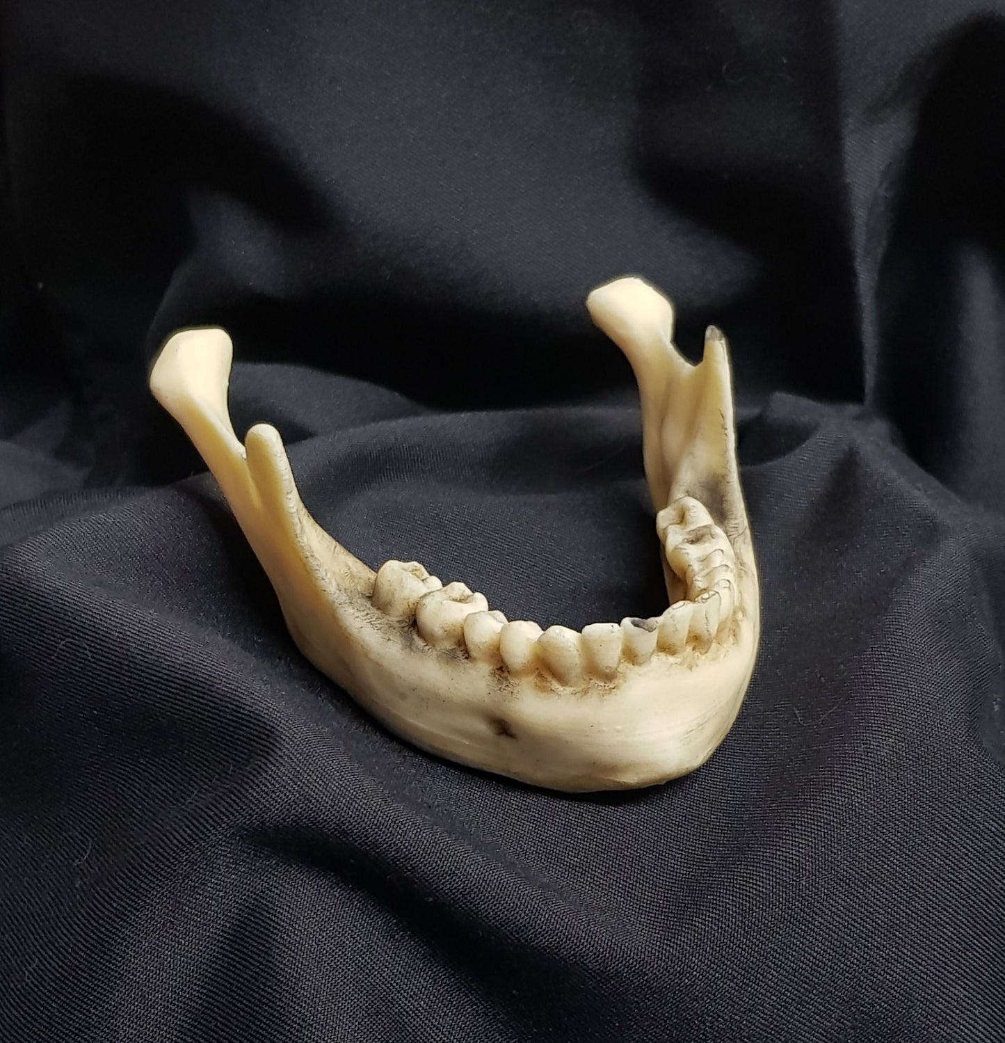 Chocolate Jaw Bone