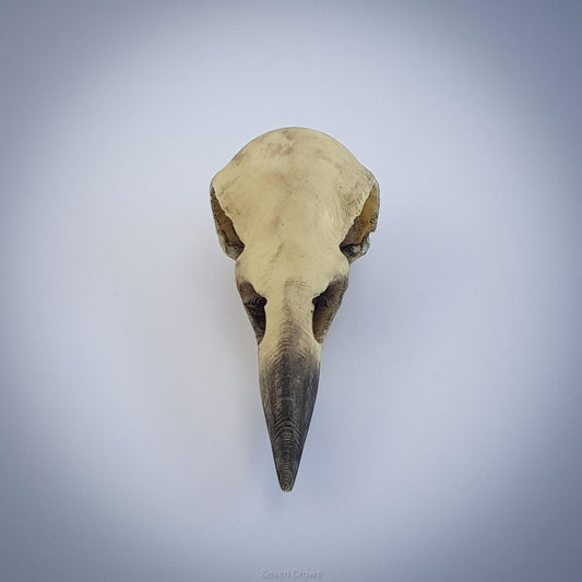 White chocolate crow skull