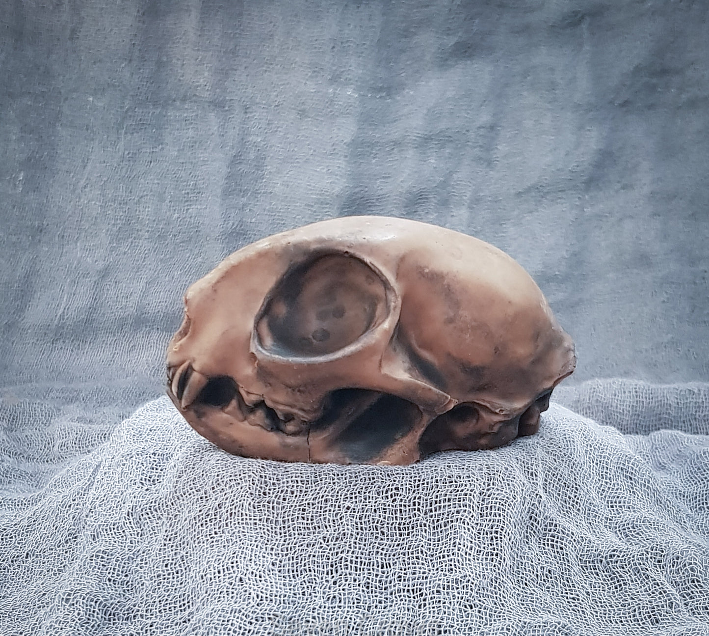Chocolate Cat Skull