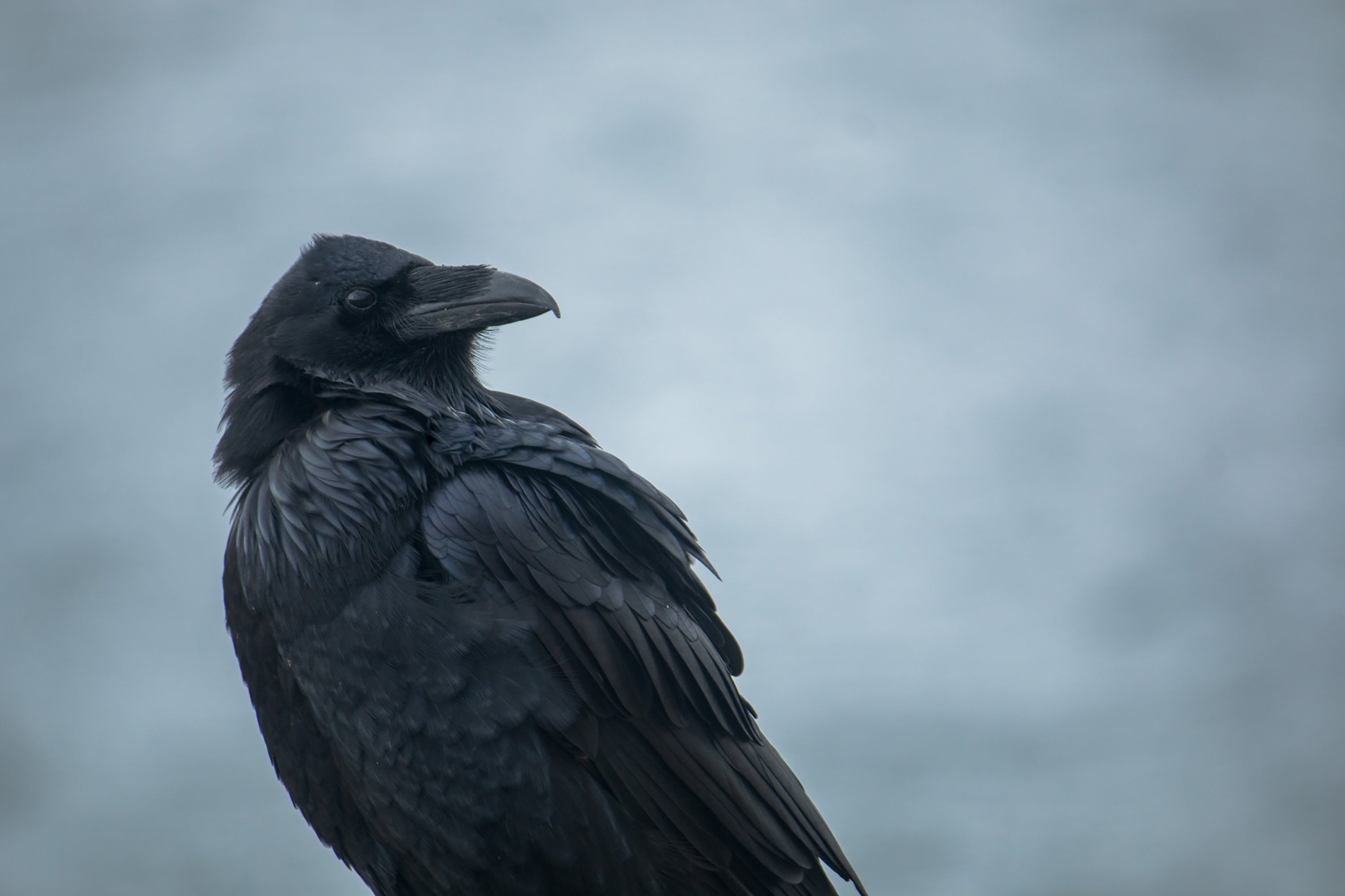 Raven looking over wing on an overcast day