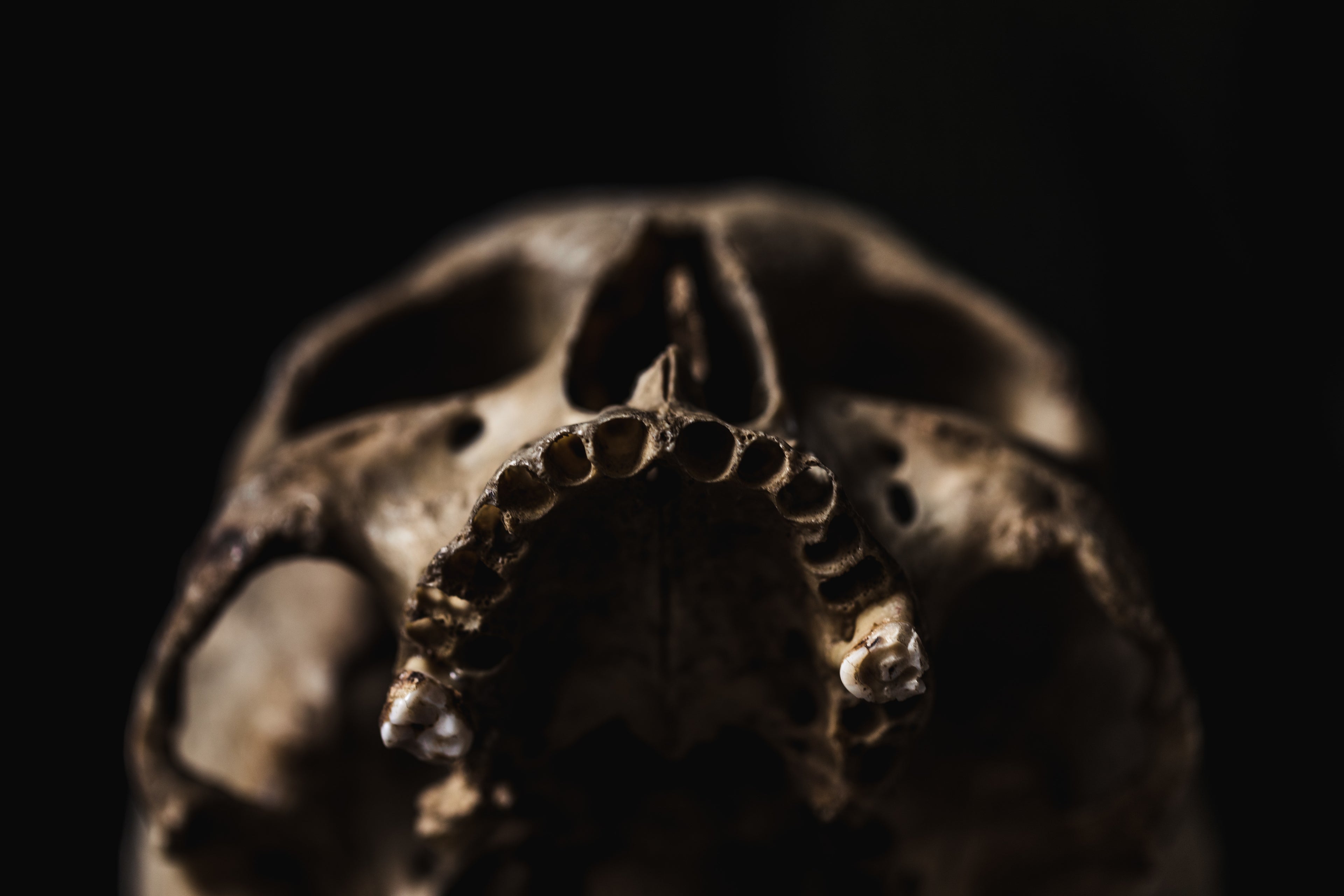 Close up of a toothless jaw bone on a human skull